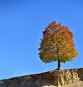 Lovely single autumn colored tree on the edge against clear blue Royalty Free Stock Photo