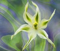 A lovely single starfish shape white and green lily head against an artistic green background Royalty Free Stock Photo