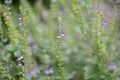 Lovely skullcap, Scutellaria amabilis, plants with purple flowers