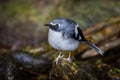 Lovely Slaty-backed forktail Royalty Free Stock Photo