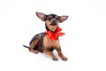 Lovely sleek-haired russian toy-terrier.