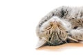 Lovely sleeping cat Royalty Free Stock Photo