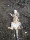 Lovely sleeping cat in floor pet