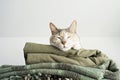 Lovely sleeping cat Royalty Free Stock Photo