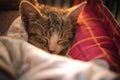 Lovely sleeping cat Royalty Free Stock Photo
