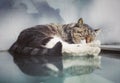 Lovely sleeping civet cat 3 Royalty Free Stock Photo