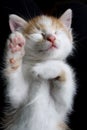 Lovely sleeping red kitty on black blanket