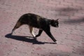 Lovely sleepy multi-colored cat runs across the alley, paved with pink tiles