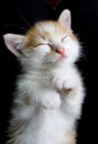 Lovely sleepy red kitty on black blanket.