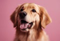 Lovely small golden retriever dog reacting to noise suspiciously looking around while sitting on pink background in studio stock Royalty Free Stock Photo