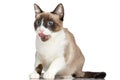 Lovely small metis kitty with blue eyes licking nose and looking to side
