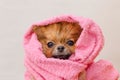 Lovely small pomeranian dog in a pink towel after bath, grooming