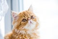 Lovely small red persian kitten on white window background Royalty Free Stock Photo