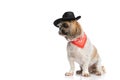Lovely small shih tzu dog wearing hat and red bandana and looking to side