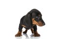 Lovely small teckel dachshund dog looking to side in studio Royalty Free Stock Photo