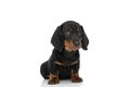Lovely small teckel dachshund puppy looking up and sitting