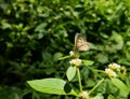 Lovely small white butterfly with brown stripes over a wildflower Royalty Free Stock Photo