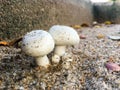 mushroom family on the sand