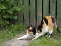 Lovely smarting tricolor cat on a green fence background Royalty Free Stock Photo