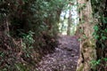 A pathway in Northern Tasmania at a nature reserve