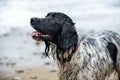 Wet happy dog after a hard day at the beach.