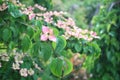 Pink Flowering Dogwood Tree Royalty Free Stock Photo