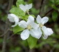 Lovely spring cherry blossoms gracing a tree