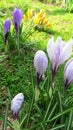 Lovely spring Crocuses