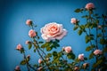 flowering rose bush
