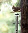 Lovely squirrel eating in the forest Royalty Free Stock Photo