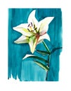 Lovely subtle beige lily on a blue background watercolor