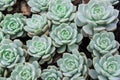 Lovely succulent plants