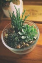 Lovely Succulents in Glass Bowl Royalty Free Stock Photo