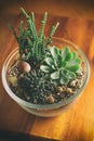 Lovely Succulents in Glass Bowl Royalty Free Stock Photo