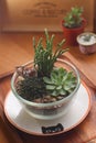 Lovely Succulents in Glass Bowl Royalty Free Stock Photo