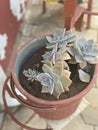 Lovely succulents plants in rustic pale