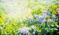 Lovely summer dandelion flowers nature background with grass, sunlight and bokeh,outdoor nature