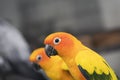 Lovely sun conure parrots bird eat food Royalty Free Stock Photo