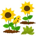 Lovely sunflower vector clipart