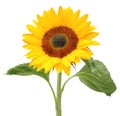 Lovely sunny sunflower Helianthus annuus, Asteraceae isolated on white background. Royalty Free Stock Photo