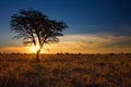 Lovely sunset in Kalahari with dead tree Royalty Free Stock Photo