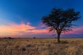 Lovely sunset in Kalahari with dead tree Royalty Free Stock Photo