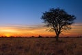 Lovely sunset in Kalahari with dead tree