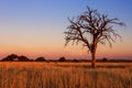 Lovely sunset in Kalahari with dead tree Royalty Free Stock Photo