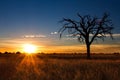 Lovely sunset in Kalahari with dead tree Royalty Free Stock Photo