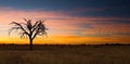 Lovely sunset in Kalahari with dead tree Royalty Free Stock Photo