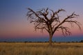 Lovely sunset in Kalahari with dead tree Royalty Free Stock Photo