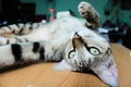 A lovely suspicious cat on desk