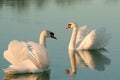 Lovely swans on a lake at sunset Royalty Free Stock Photo