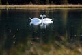 Swans in love in south tyrol